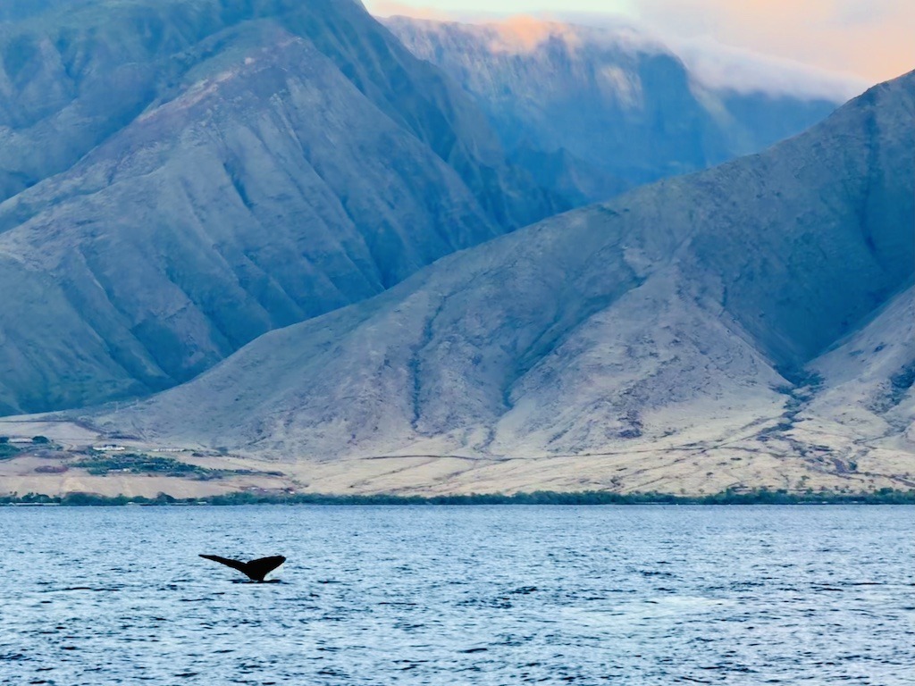 The Greatest Whale Watching Sea Kayaking Journey in Maui