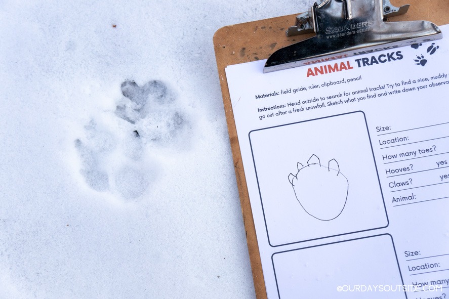 5 Interactive Methods to Research Animal Tracks with Youngsters!