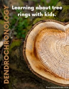 Enjoyable Issues To Study About Tree Rings with Youngsters!